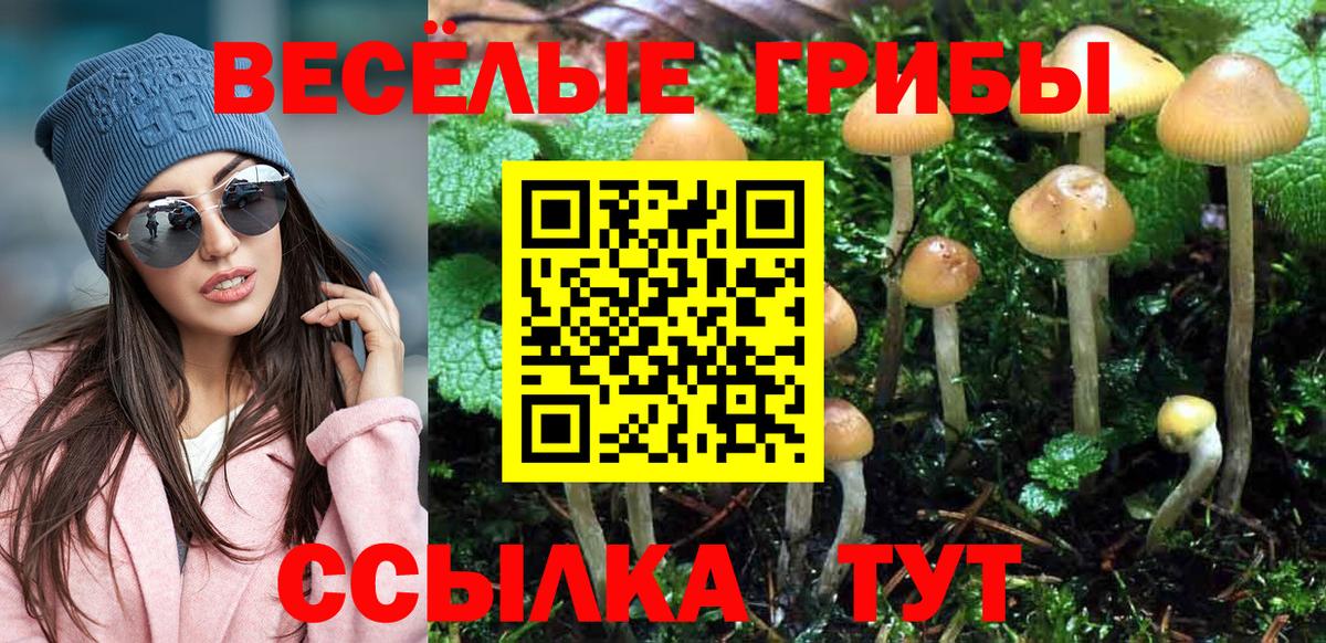 Псилоцибиновые грибы Psilocybe Славянск-на-Кубани